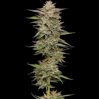 Banana OG Auto (Humboldt Seed Company) Feminiserede