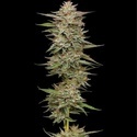 Banana OG Auto (Humboldt Seed Company) Feminiserede