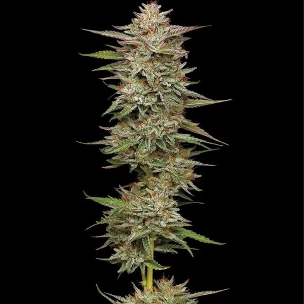 Banana OG Auto (Humboldt Seed Company) Feminiserede