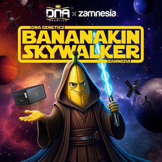 Bananakin Skywalker (Zamnesia Seeds x DNA Genetics) Feminiserede
