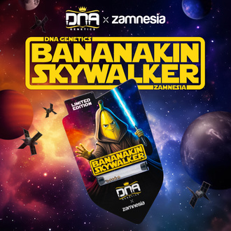 Bananakin Skywalker (Zamnesia Seeds x DNA Genetics) Feminiserede