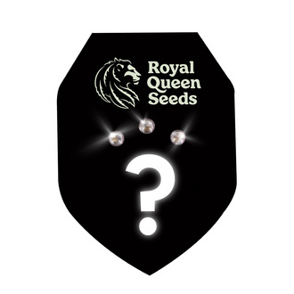 Autoflower mystiske fr&oslash; 3 (Royal Queen Seeds)