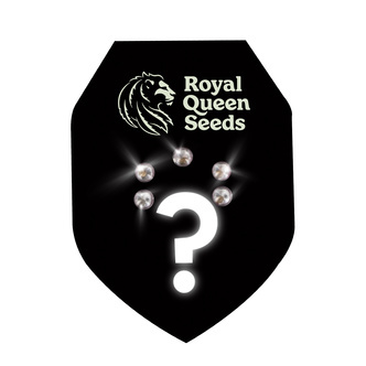 Feminiserede mystiske fr&oslash; 5 (Royal Queen Seeds)