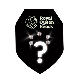 Autoflower mystiske fr&oslash; 5 (Royal Queen Seeds)