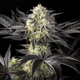 Zoap Ros&eacute; (Kannabia) feminiserede cannabisfr&oslash;