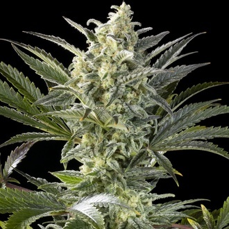 Clementine Slush (Kannabia) Feminiserede