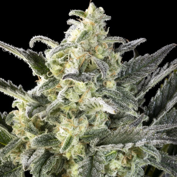 Clementine Slush (Kannabia) Feminiserede