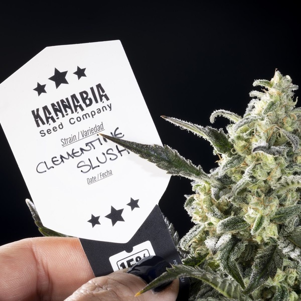 Clementine Slush (Kannabia) Feminiserede