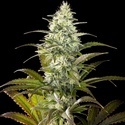 Clementine Slush (Kannabia) Feminiserede