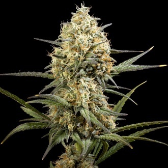 Clementine Slush (Kannabia) Feminiserede