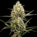 Clementine Slush (Kannabia) Feminiserede