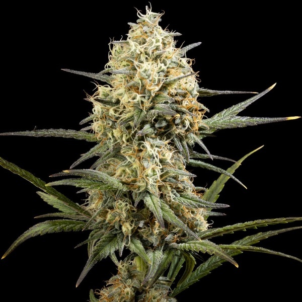 Clementine Slush (Kannabia) Feminiserede