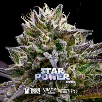Star Power (BSF Seeds x Moon Rock) feminiserede