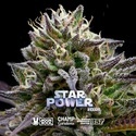 Star Power (BSF Seeds x Moon Rock) Feminiserede