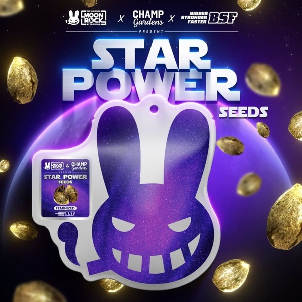 Star Power (BSF Seeds x Moon Rock) Feminiserede