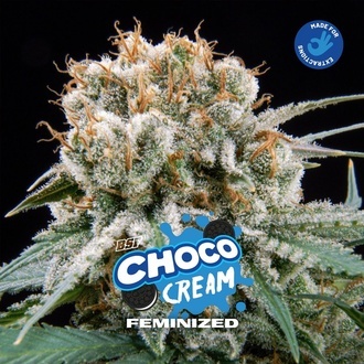 Choco Cream (BSF Seeds) Feminiserede