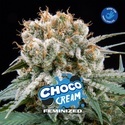 Choco Cream (BSF Seeds) Feminiserede