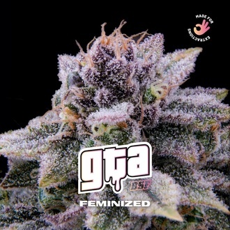 GTA (BSF Seeds) Feminiserede