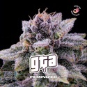 GTA (BSF Seeds) Feminiserede