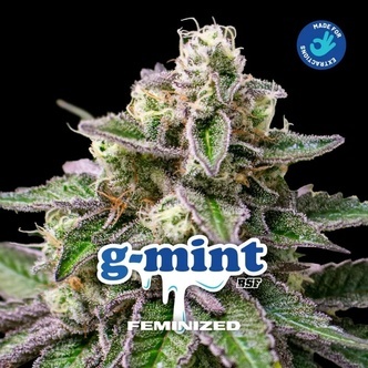 G-Mint (BSF Seeds) feminiserede cannabisfr&oslash;