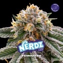 Nerdz (BSF Seeds) Feminiserede