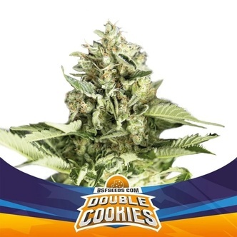 Double Cookies Auto (BSF Seeds) feminiserede cannabisfr&oslash;
