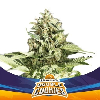 Double Cookies Auto (BSF Seeds) Feminiserede