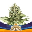 Double Cookies Auto (BSF Seeds) Feminiserede