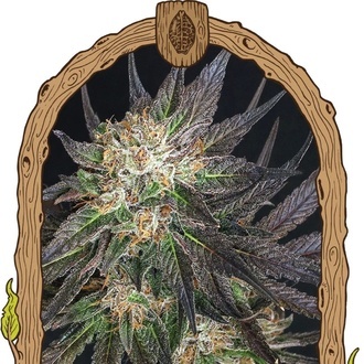 Georgia Cream (Exotic Seed) Feminiserede