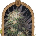 Georgia Cream (Exotic Seed) Feminiserede