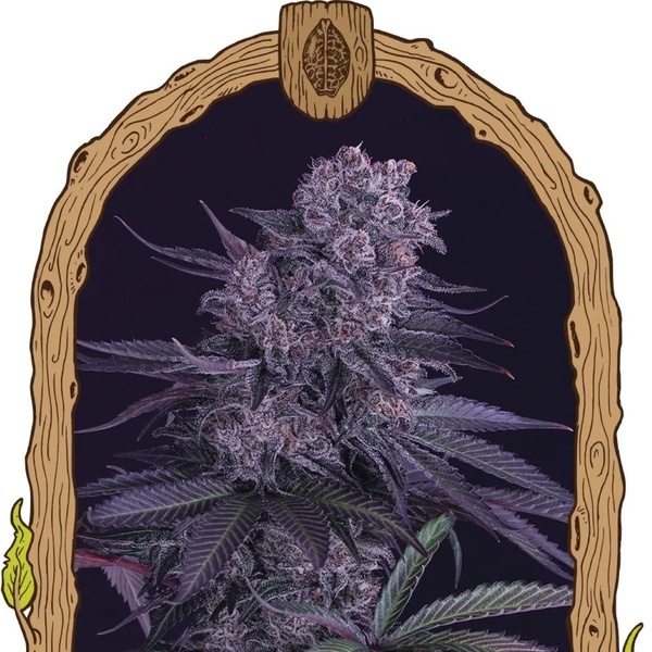 Quick Black Lemon (Exotic Seed) Feminiserede