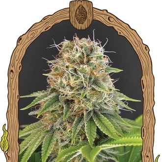 Wedding Monkey (Exotic Seed) Feminiserede