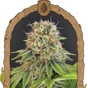 Wedding Monkey (Exotic Seed) Feminiserede