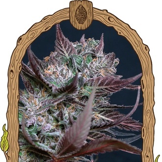 Black Lemon (Exotic Seed) Feminiserede