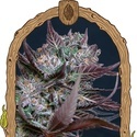 Black Lemon (Exotic Seed) Feminiserede