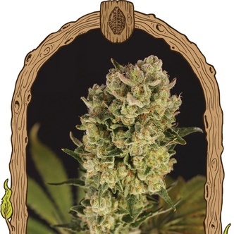 Candy Jungle Auto (Exotic Seed) feminiserede cannabisfr&oslash;