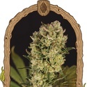 Candy Jungle Auto (Exotic Seed) Feminiserede