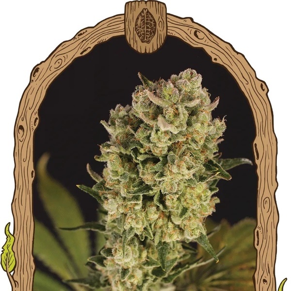 Candy Jungle Auto (Exotic Seed) Feminiserede