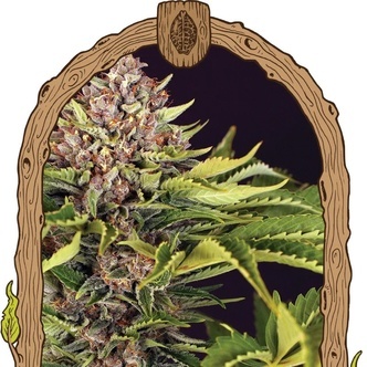 ZZZ... (Exotic Seed) feminiserede