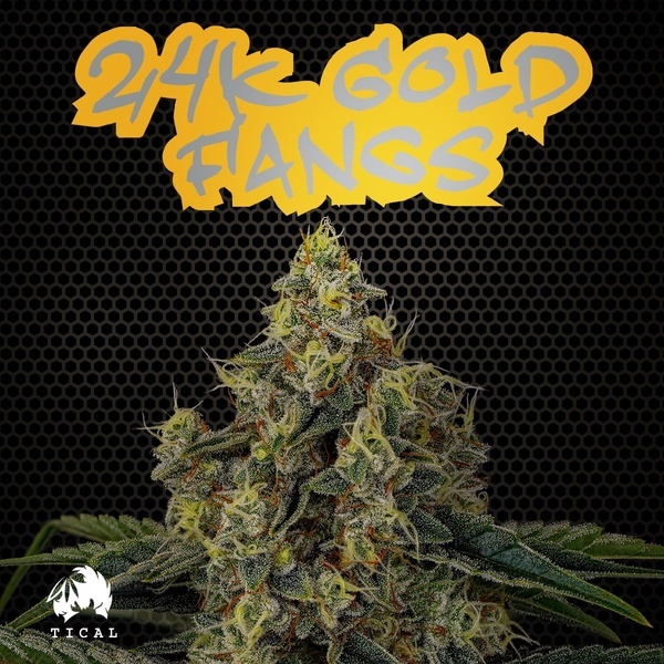 24K Gold Fangs (TICAL) Feminiserede