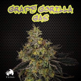 Grape Gorilla Gas (TICAL) feminiserede cannabisfr&oslash;