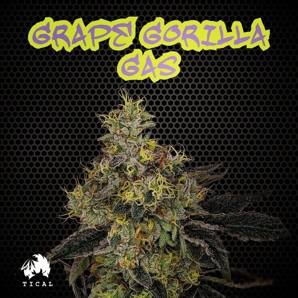 Grape Gorilla Gas (TICAL) Feminiserede