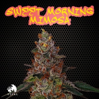 Sweet Morning Mimosa (TICAL) feminiserede cannabisfr&oslash;