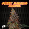 Sweet Morning Mimosa (TICAL) Feminiserede
