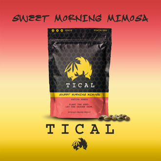 Sweet Morning Mimosa (TICAL) Feminiserede