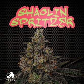 Shaolin Spritzer (TICAL) Feminiserede