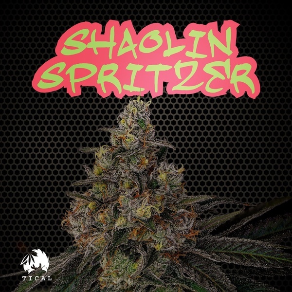 Shaolin Spritzer (TICAL) Feminiserede