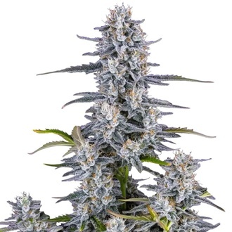 Super Boof Auto (FastBuds) Feminiserede