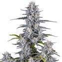 Super Boof Auto (FastBuds) Feminiserede