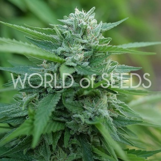 Mongolia THC-fri (World of Seeds) feminiserede